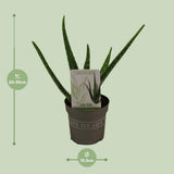 Plante Aloé vera en pot Ø10,5 cm hauteur 30 cm