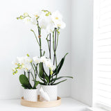 Home Kolibri | Ornement - Image de décoration CACCATOO - BLANC