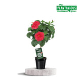 Hibiscus rosa-sinensis rouge plante artificielle Ø19 cm ↕75 cm