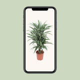 Dracaena Warneckei - Ø24cm - ↕100cm