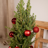 Picea glauca conica - Ø21cm - ↕80cm - rouge - Ø21 - ↨80cm