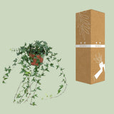 Hedera Helix Shamrock - moyen long - Ø13cm - ↕cm