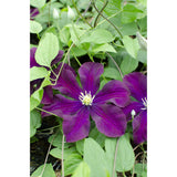 3x - Clematis Warszawska Nike - ↨65cm - Ø15