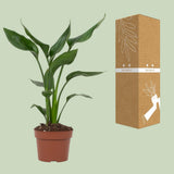 Strelitzia Queen - Ø12cm - ↕35cm
