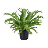 Begonia Nest Crissie - Ø1117cm - ↕40cm