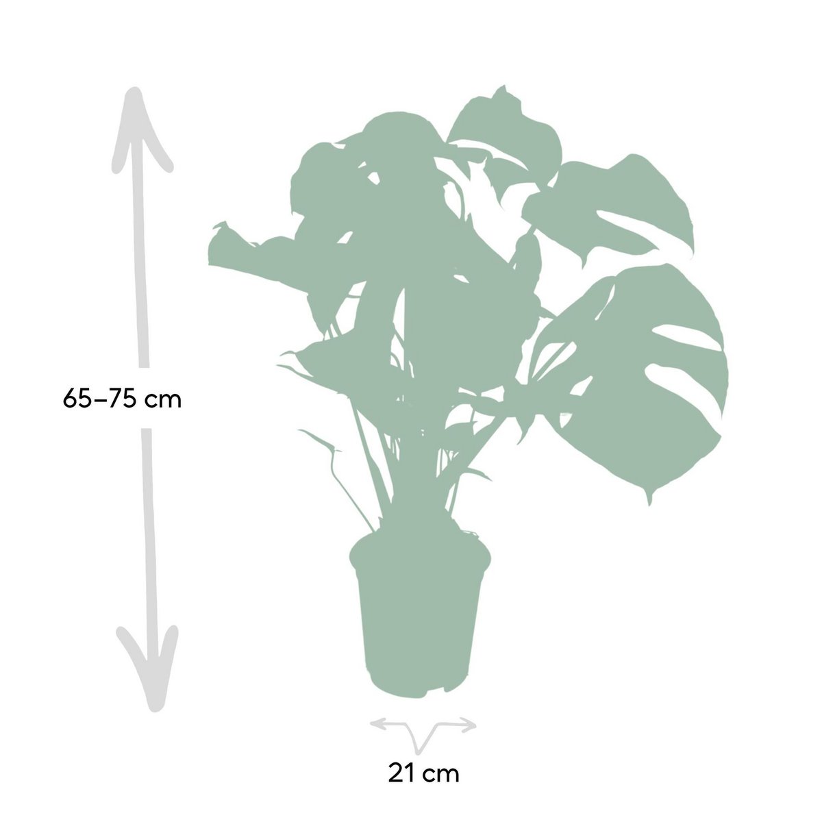 Monstera Deliciosa - Plante à trous avec feuilles découpées, pot en plastique