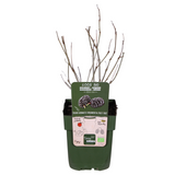 Plante mûrier noir Ø13 cm