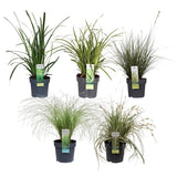 5x - Carex Mix - ↨30cm - Ø14