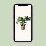 Monstera en panier en osier naturel
