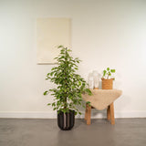 Ficus Benjamina Goldenking avec pot plomb