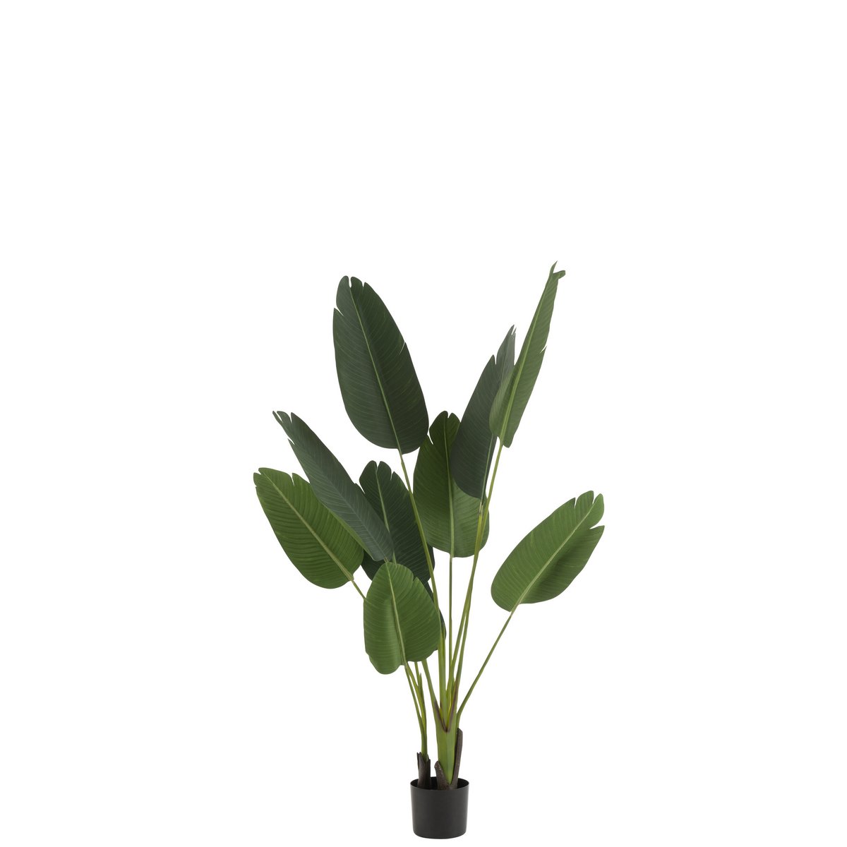 Plante Strelitzia J-Line avec un éclairage naturel