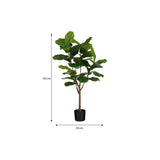 Détail des nervures des feuilles de la plante Ficus