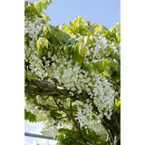 Wisteria Floribunda Alba - Raine blanche - Ø15cm - ↕65cm