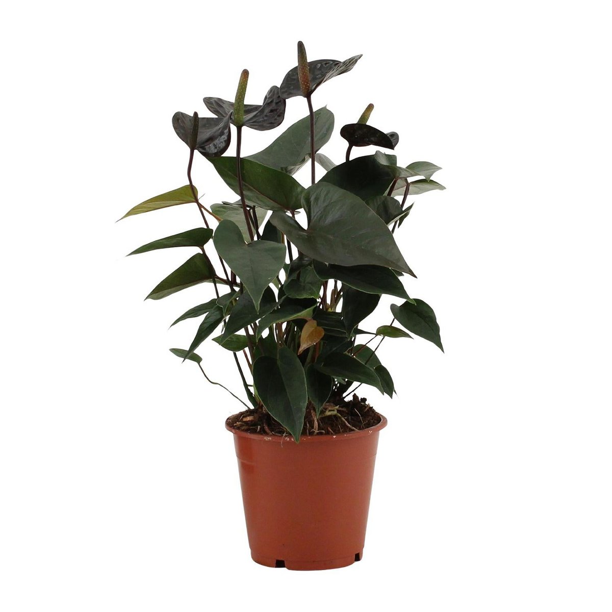 Plante Anthurium Black Love Ø12 cm Hauteur 36 cm