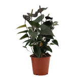 Plante Anthurium Black Love Ø12 cm Hauteur 36 cm