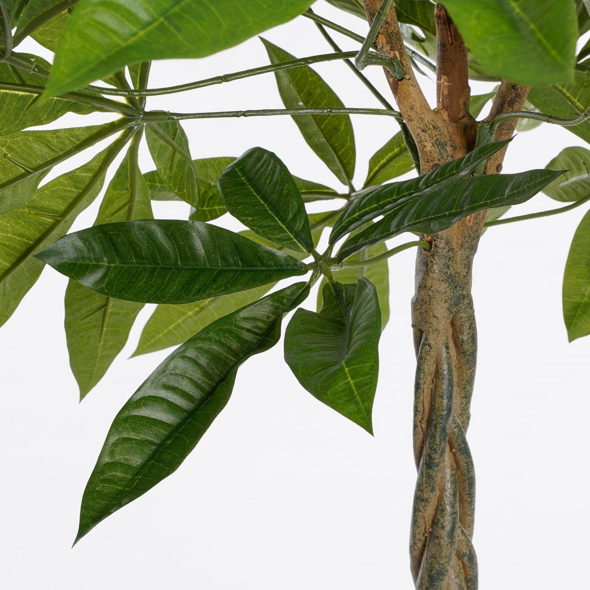 Plante Pachira dans un pot noir, décor moderne