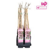 Wisteria Floribunda 'Rosea' - Rose Plume - Ø15cm - ↕65cm