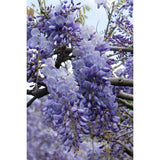 Wisteria sinensis glycine à fleurs bleues
