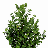 Plante artificielle Eucalyptus Vert
