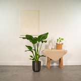 Strelitzia Nicolai - Ø19cm - ↕90cm + Pot May