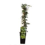 Hedera Helix - Ø15cm - ↕65cm