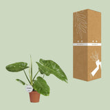 Philodendron Jose Buono dans un pot élégant