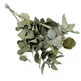 Fleurs séchées - Eucalyptus Cinerea - 6 bouquets - ↕50cm