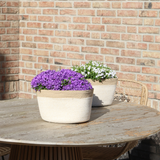 Pot de fleur campanule violette avec panier coton et système d'arrosage