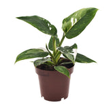 Plante artificielle Philodendron princesse blanche pot 12 cm