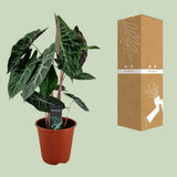Plante artificielle Alocasia Pink Dragon Ø19 cm
