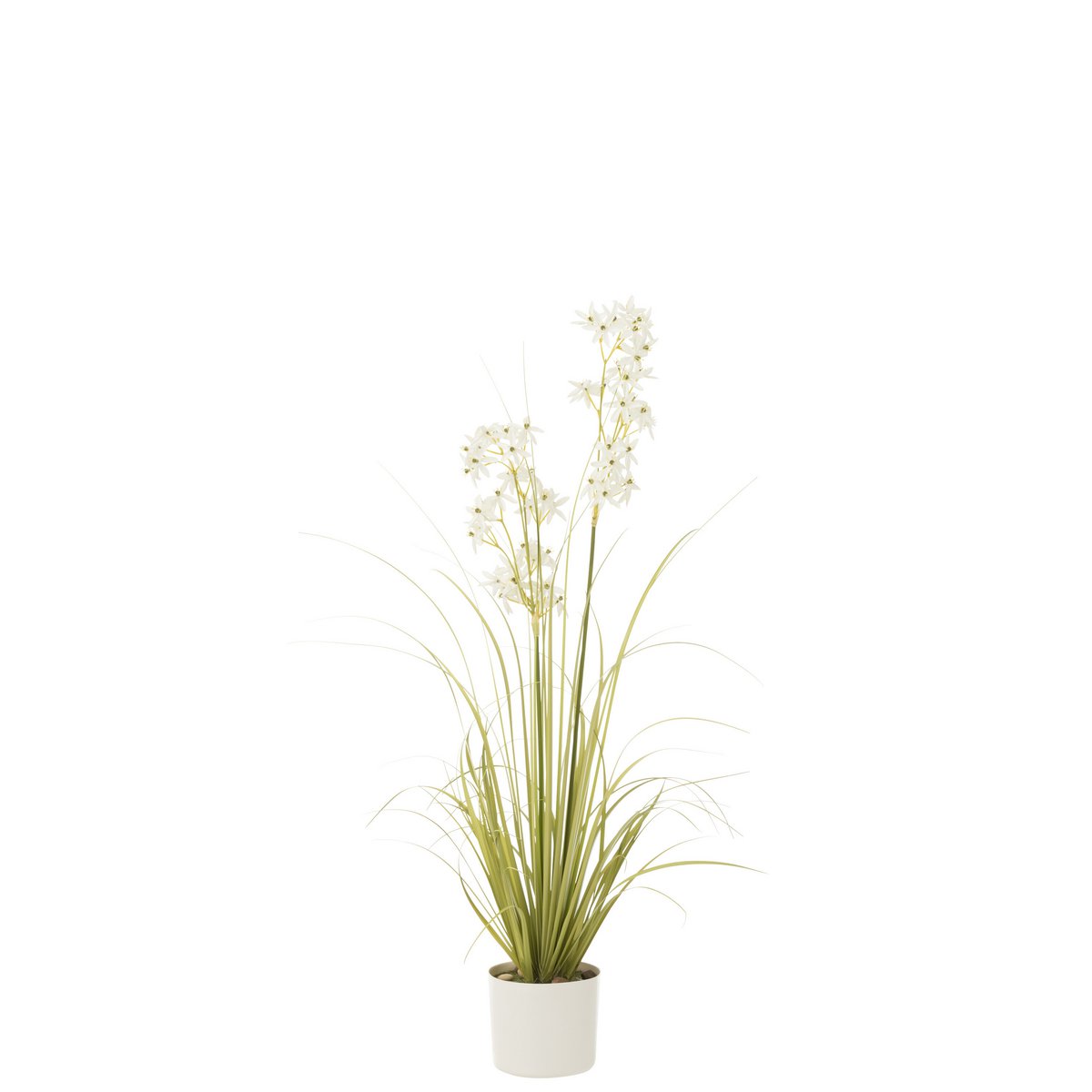 Allium en pot plastique vert et blanc de J-Line, vue d'ensemble élégante