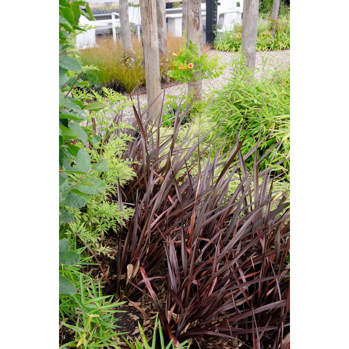 Phormium 'rouge nana' - Ø14cm - ↕50cm