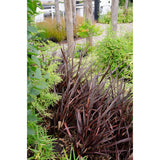 Phormium 'rouge nana' - Ø14cm - ↕50cm