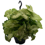 Plante artificielle Syngonium White Butply Ø19 cm hauteur 45 cm