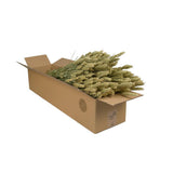 Lot de 4 fleurs séchées en blé naturel Hauteur 60 cm