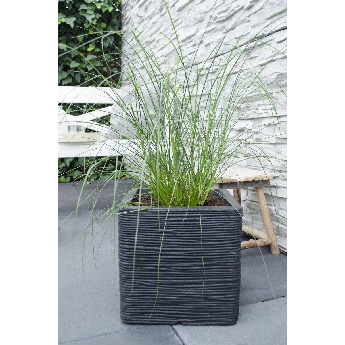 Pennisetum alopecuroides 'Hameln' - Ø19cm - ↕40cm - Ø19 - ↨40cm