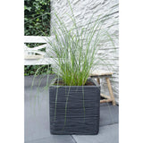 Pennisetum alopecuroides 'Hameln' - Ø19cm - ↕40cm - Ø19 - ↨40cm