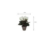 Vue rapprochée du Cyclamen Blanc dans son pot en terre cuite gris