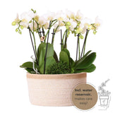 Lot de 3 orchidées blanches Amabilis en pot coton 9 cm