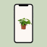 Fatsia japonica 12cm - Ø12cm - ↕22cm
