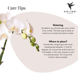 Orchidée phalaenopsis blanche en pot céramique argenté