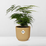 Asparagus setaceus en pot 14 cm elho jaune