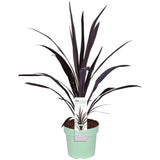 Cordyline 'Superstar' - Ø23cm - ↕70cm