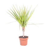 Vue rapprochée des feuilles de la Dracaena Sunray - Plante d'intérieur