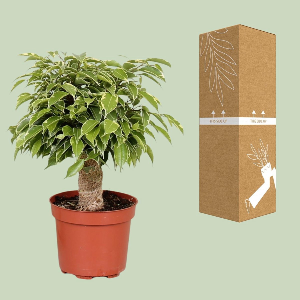 Ficus Benjamina Kinky sur une table moderne