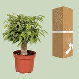 Ficus Benjamina Kinky sur une table moderne
