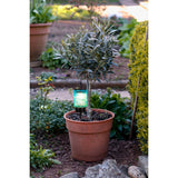 Brochettes décoratives solaires "Mila" 2 set, Ø 8,3 cm, 25 cm de haut, métal noir, verre lourd et structuré en rouge / jaune et en bleu / vert, LED intégré, blanc chaud