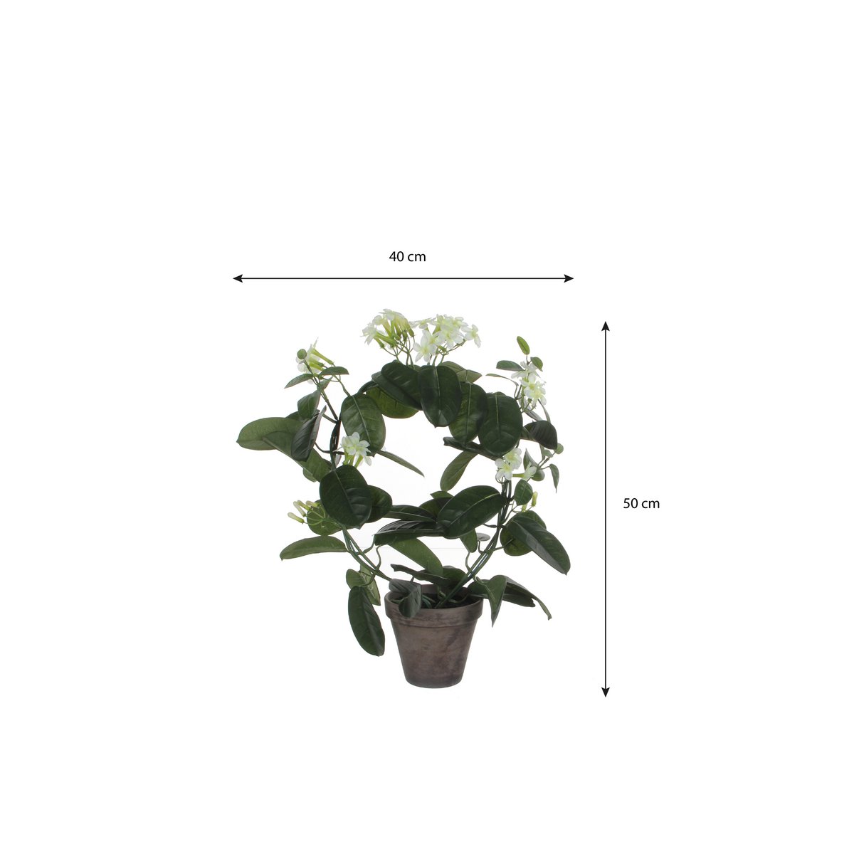 Vue rapprochée de la fleur Stephanotis blanche