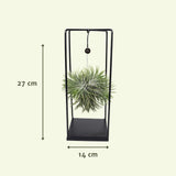 Tillandsia Cube Mix Grand - Ø20cm - ↕35cm