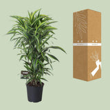 Dracaena Fragrans Lemon Lime Branchée - Ø27cm - ↕120cm